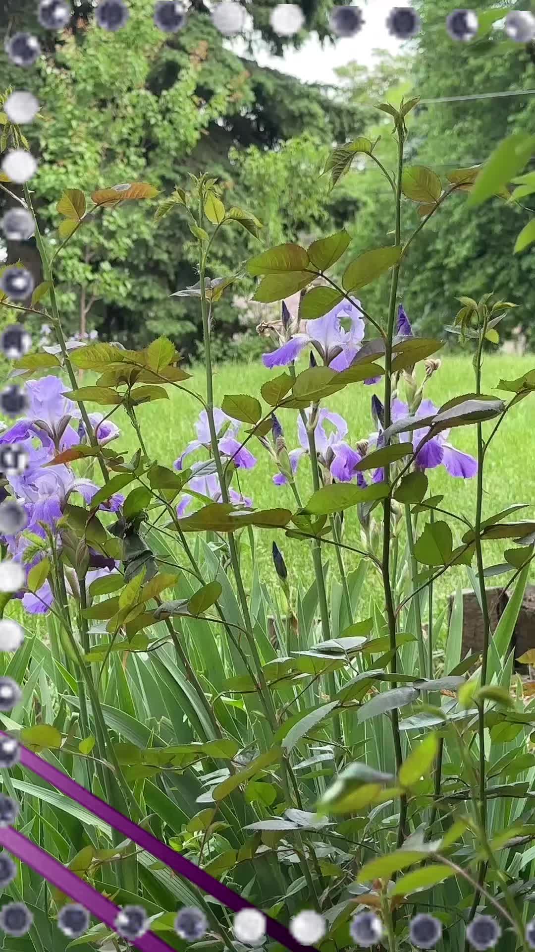 @786ami786