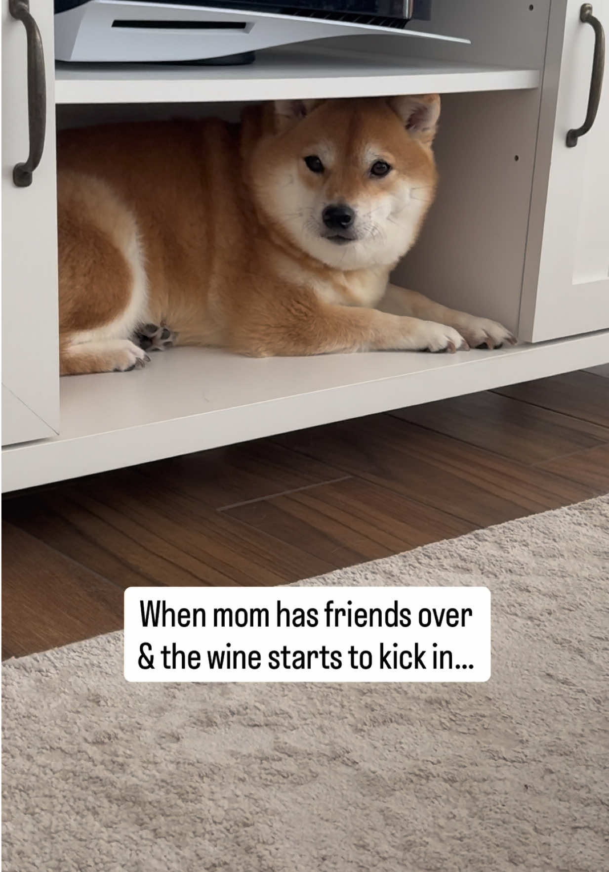 @Flock of Shibas 🐕🐕🐕