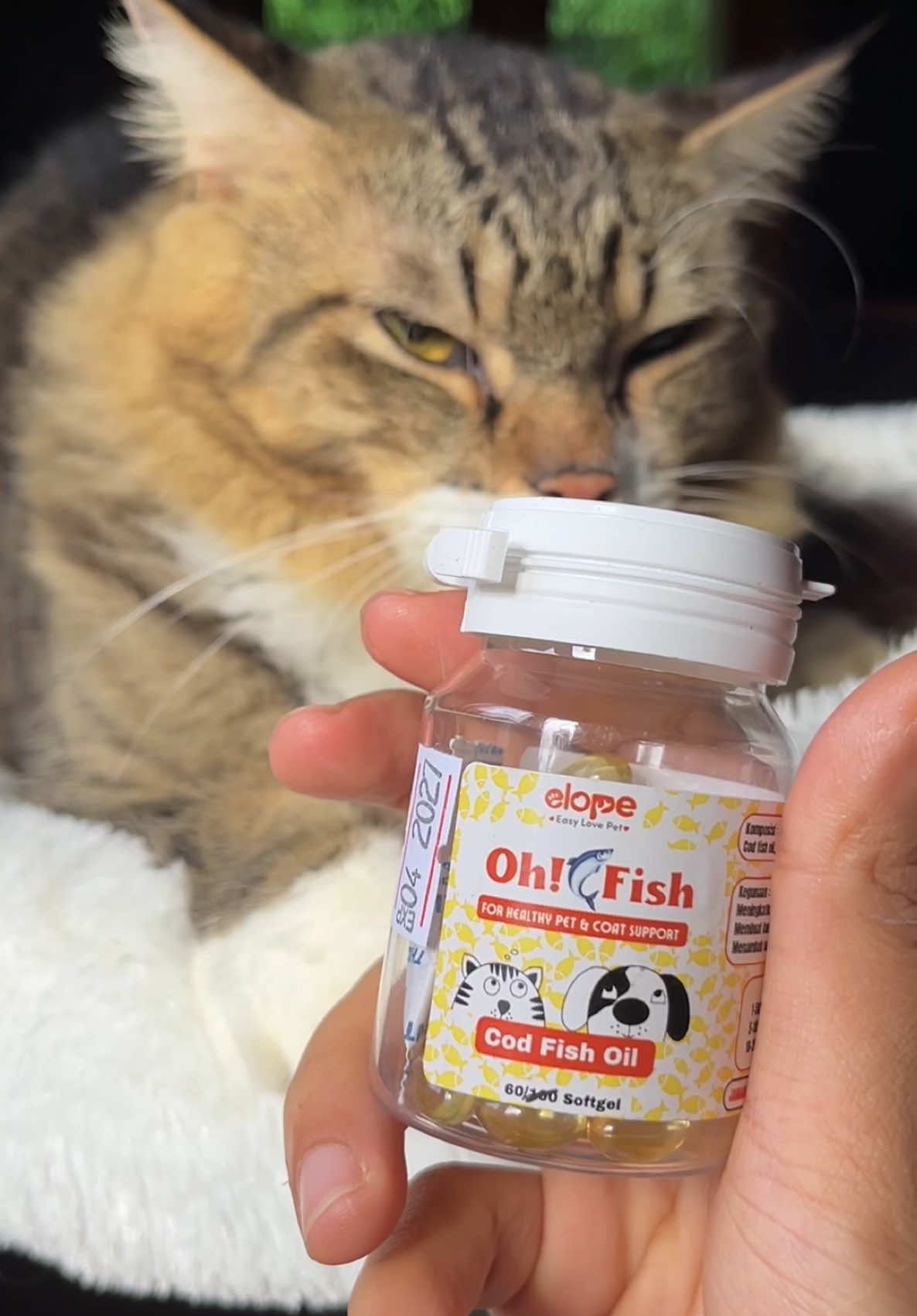 @Republic Of Cat