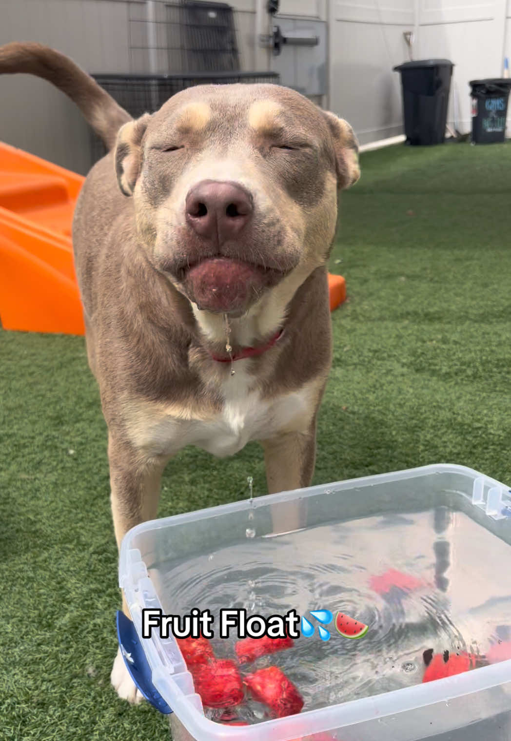 @Dogtopia South Ann Arbor