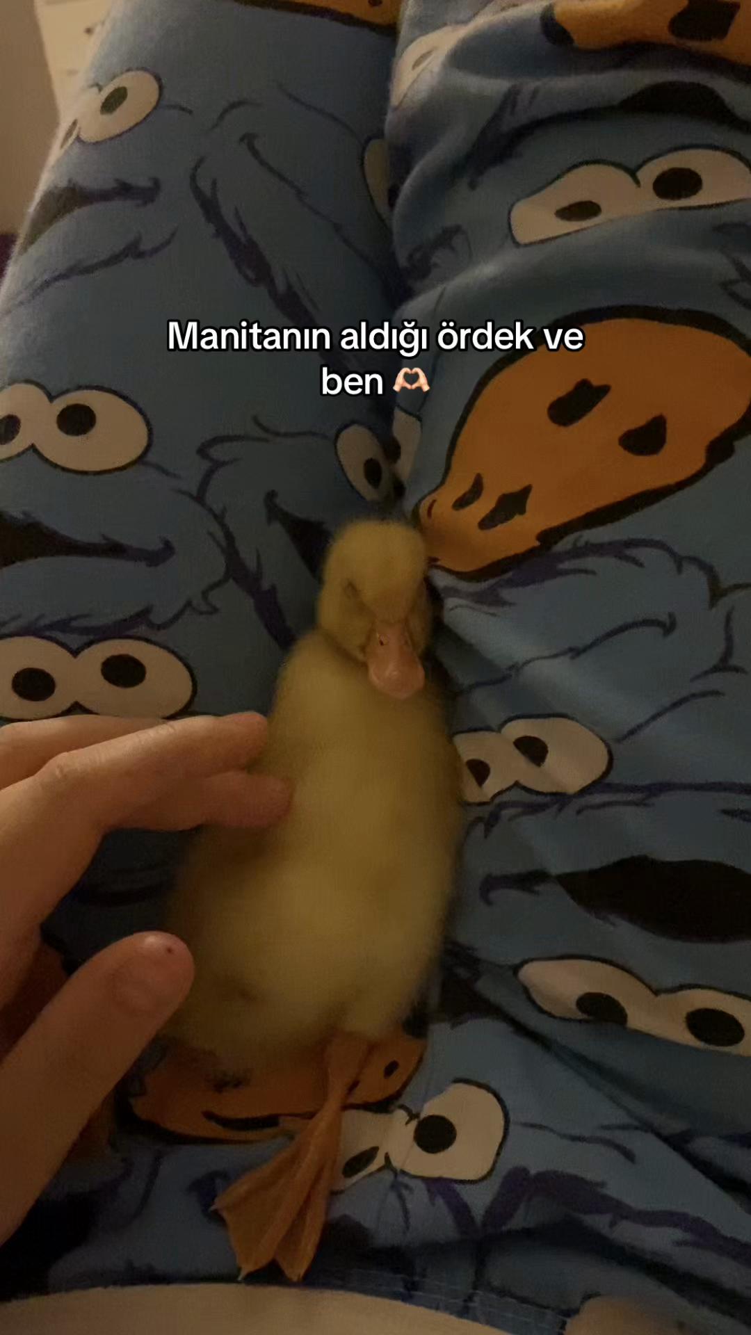 @ℰ𝓎𝓁𝓊̈𝓁𓆙
