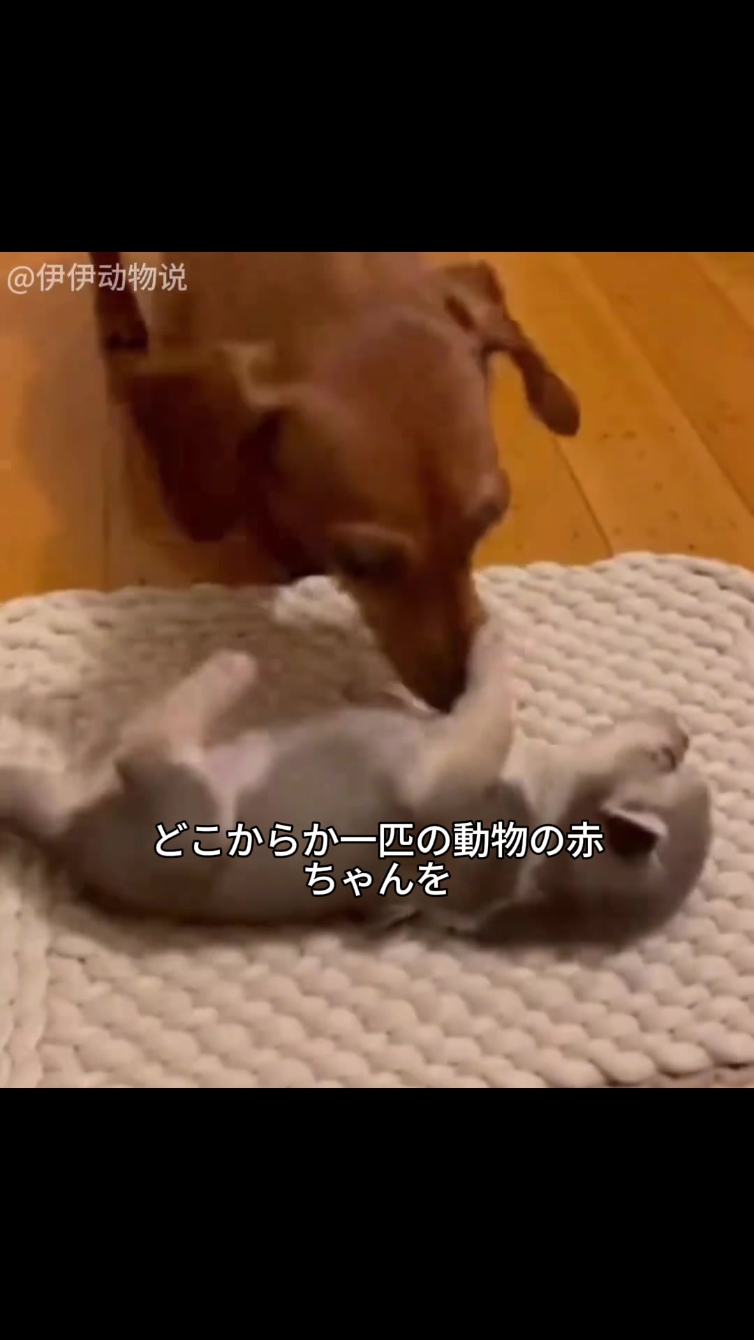 @斎藤アウトドア