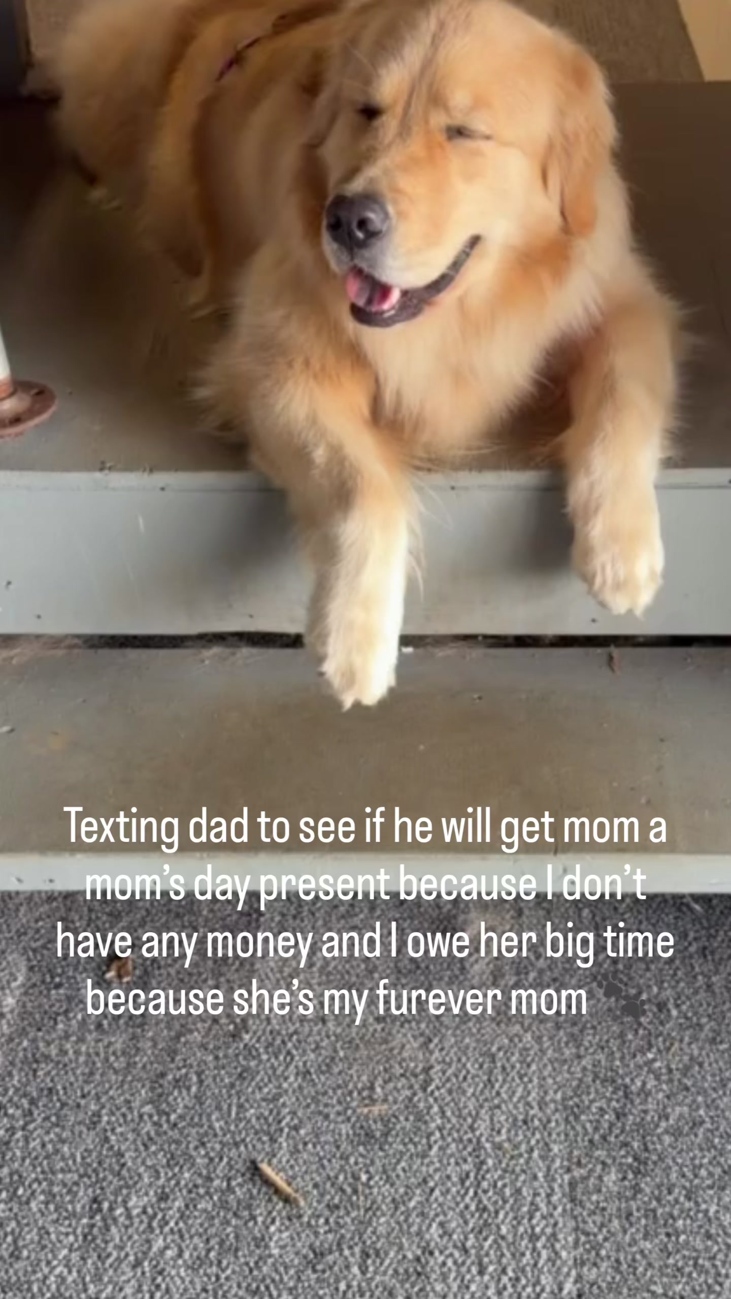 @DogMomisms