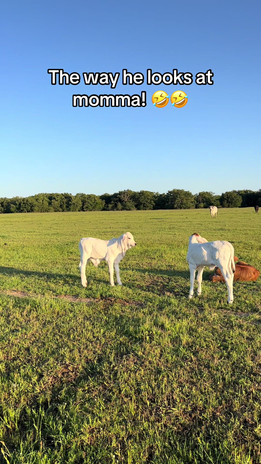 @The V6 Ranch