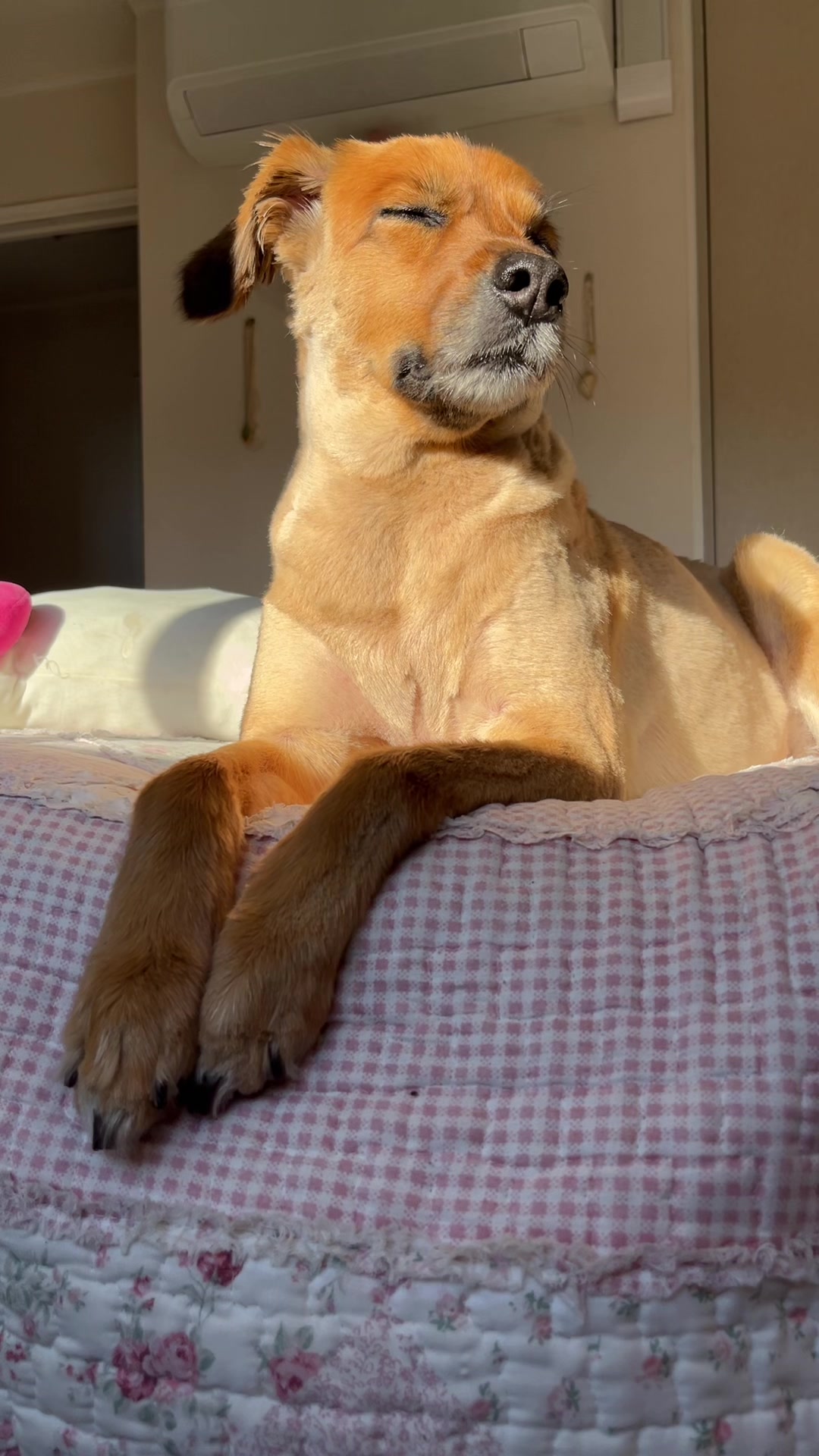 @Ani