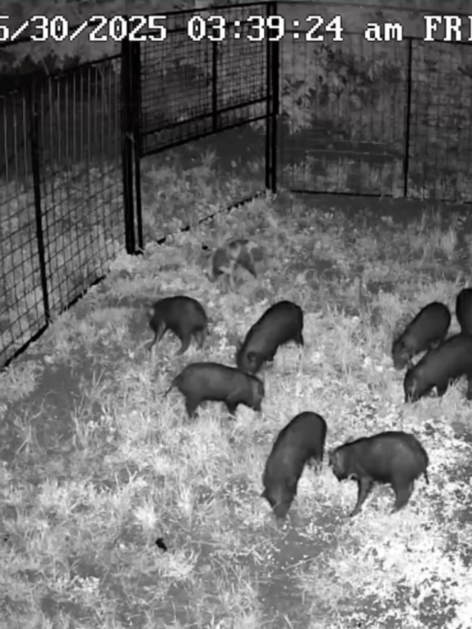 @Hog Brothers Custom Hog Traps