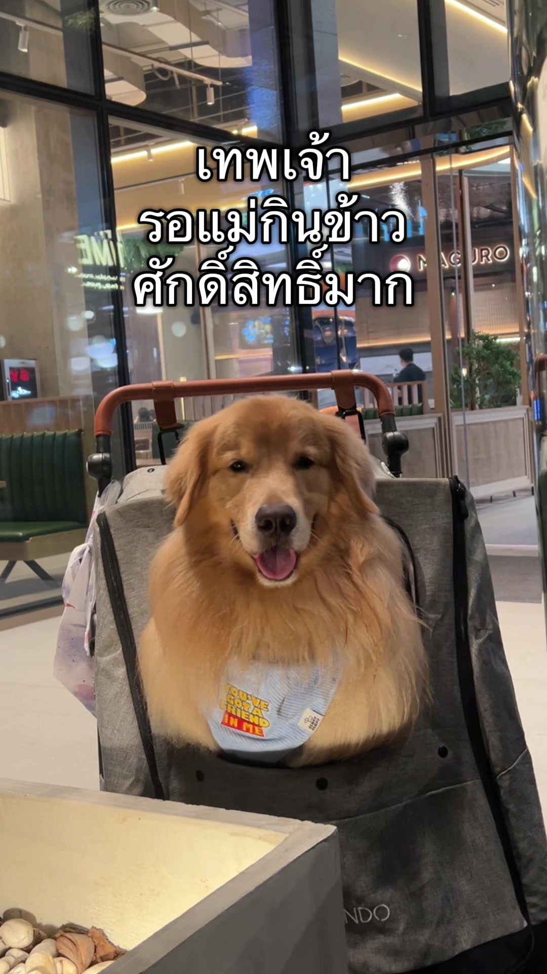 @ตินติน โกเด้นตาเหล๋