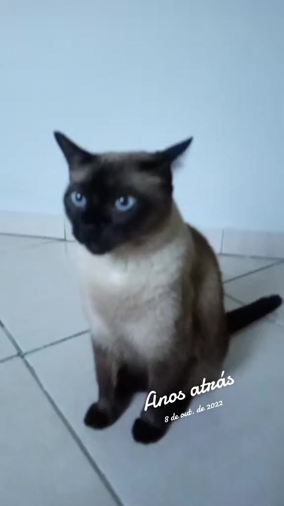 @O GATO ZEZÉ