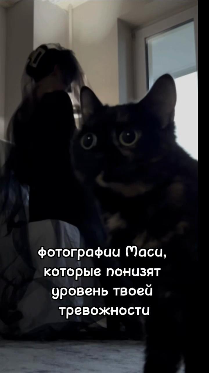 @Кто мяукает?