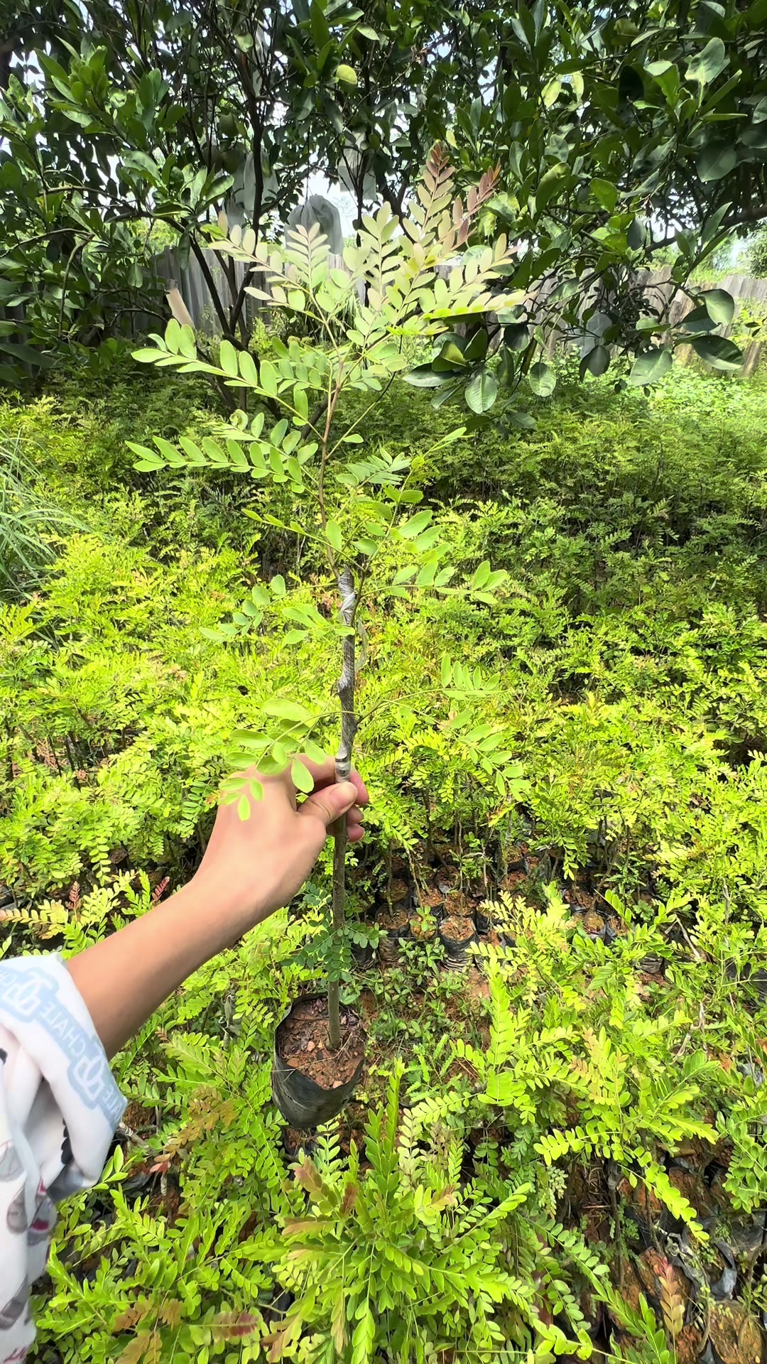 @Nh&agrave; Vườn Vũ Mai