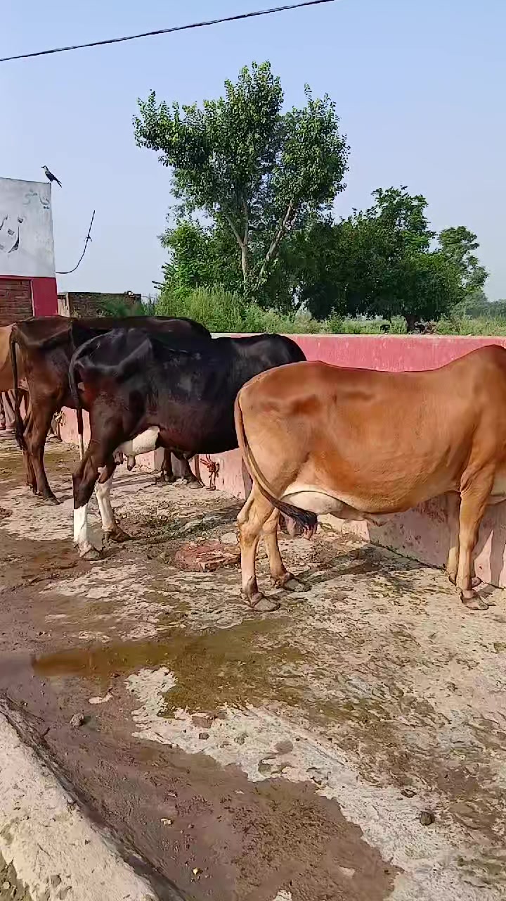 @Farming and Business Ideas