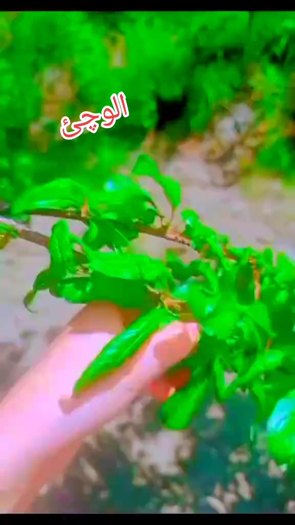 @𝑰𝑻𝑺 𝑴𝑨𝑯𝑨𝑴 𝑫𝑰𝑹𝑶𝑱𝑰