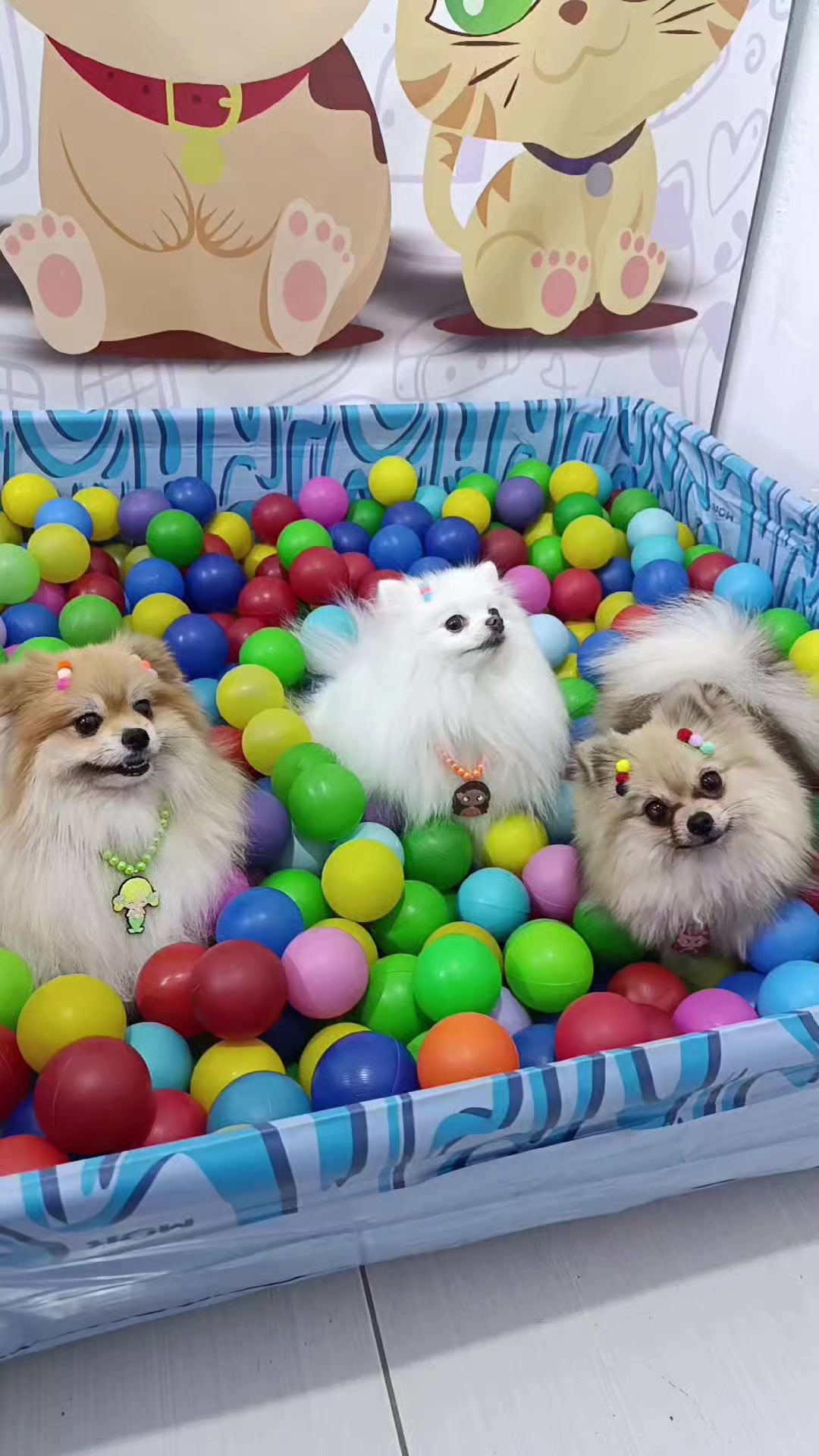 @Dog Ville Petcare