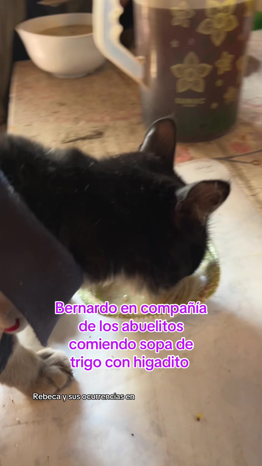 @🐈Rebeca y sus ocurrencias