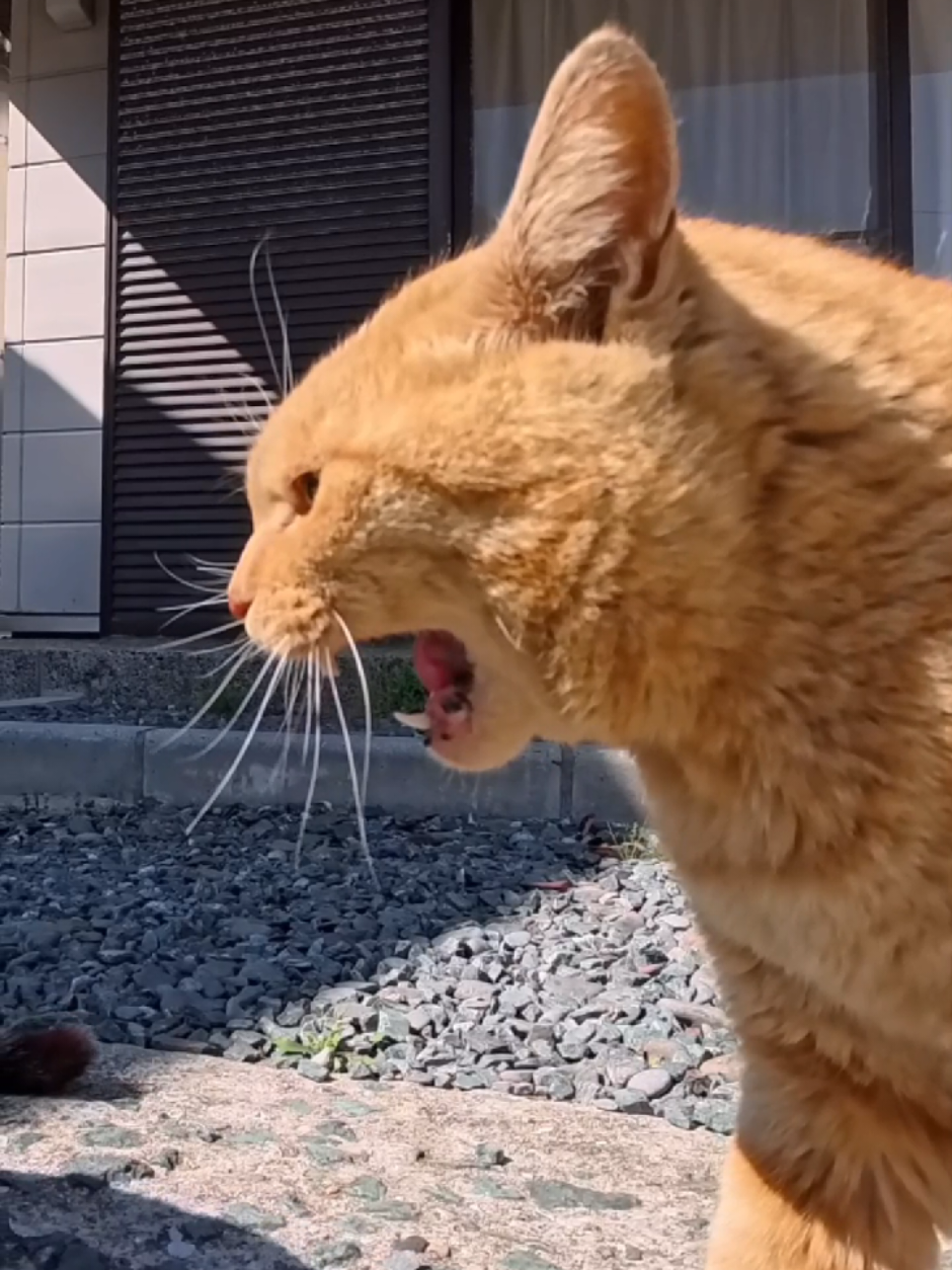 @感動猫動画