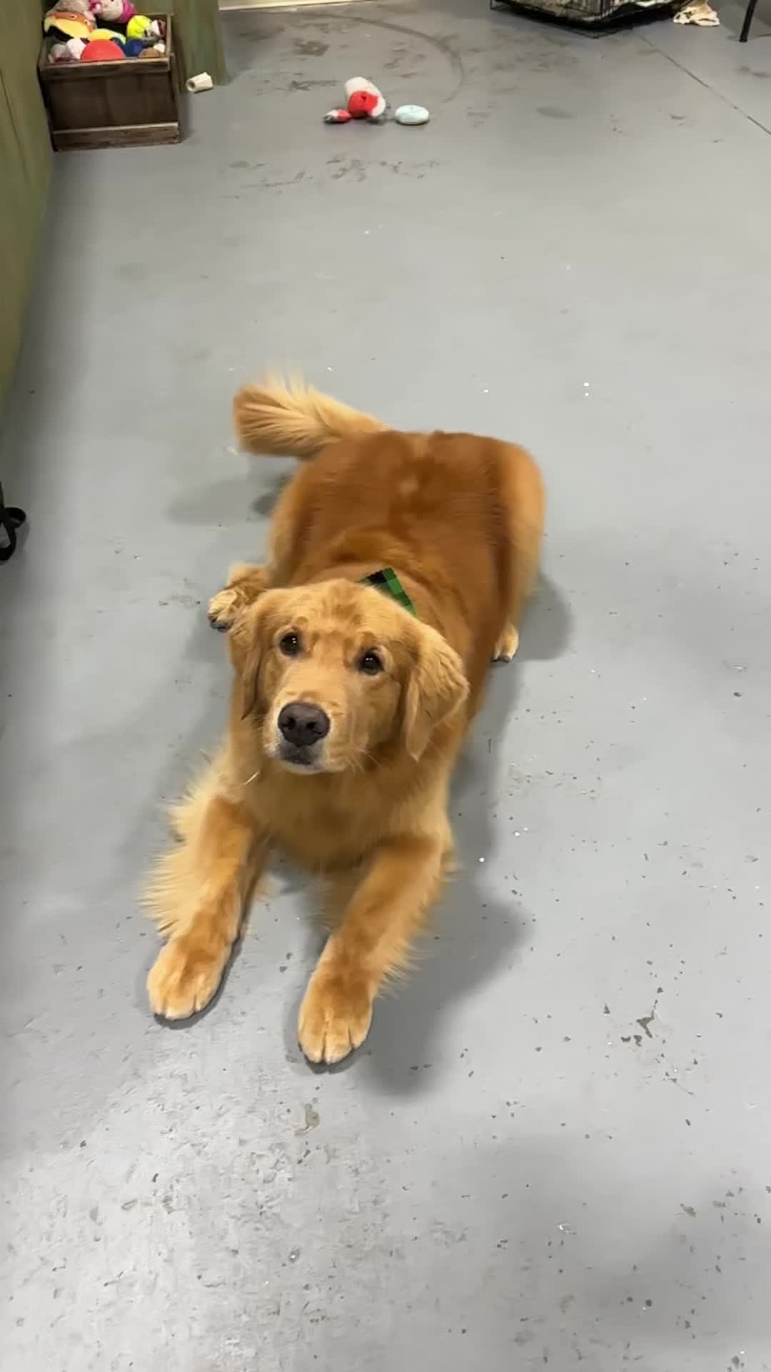 @K-9 Cleaner🐶