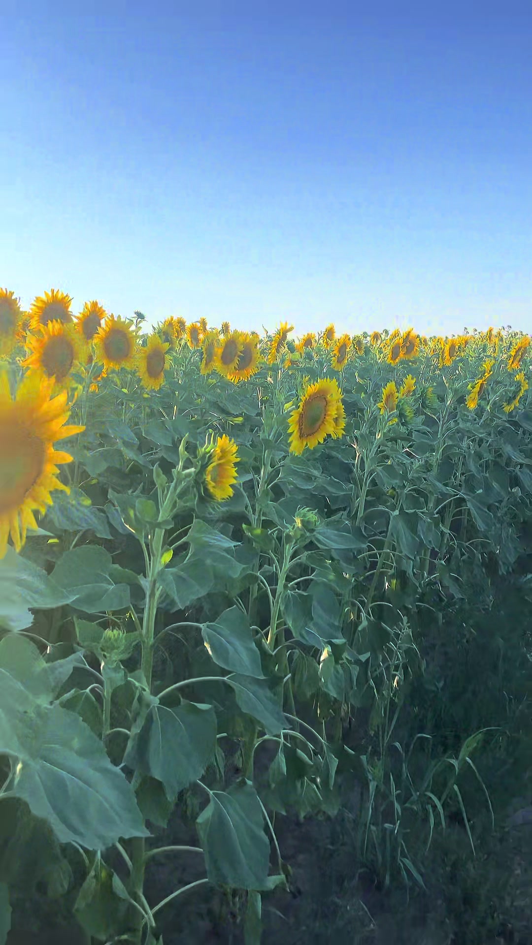 @💙Пе-ре-мо-га 💛