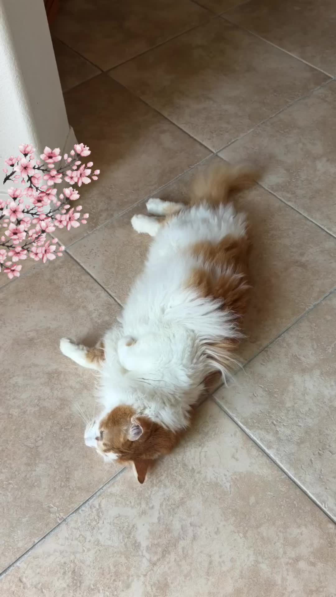 @Ming 🐈