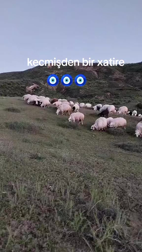 @deyerini bil