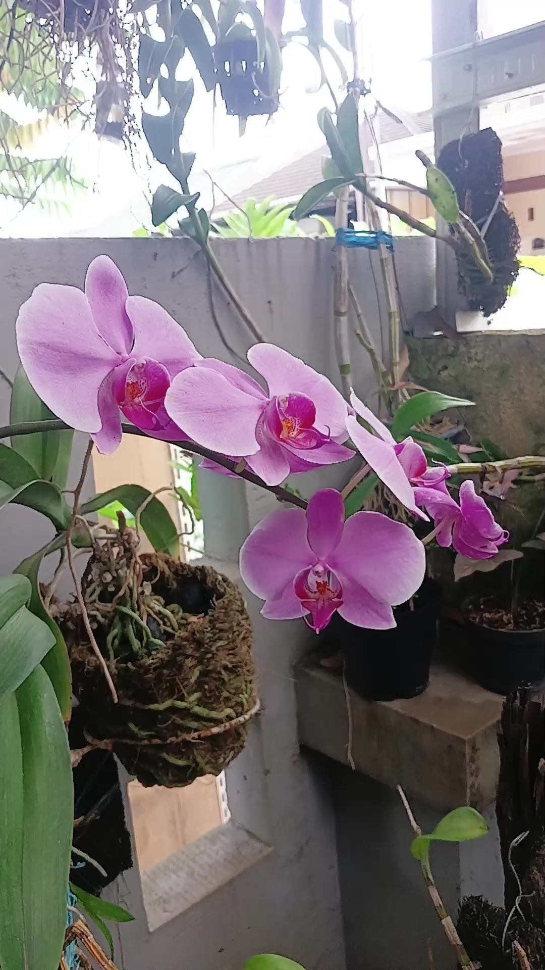 @Hayu