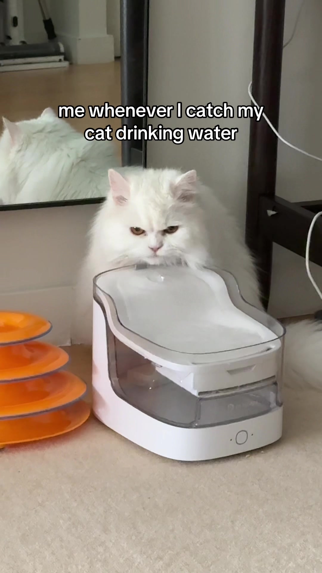 @Cleo the City Kitty
