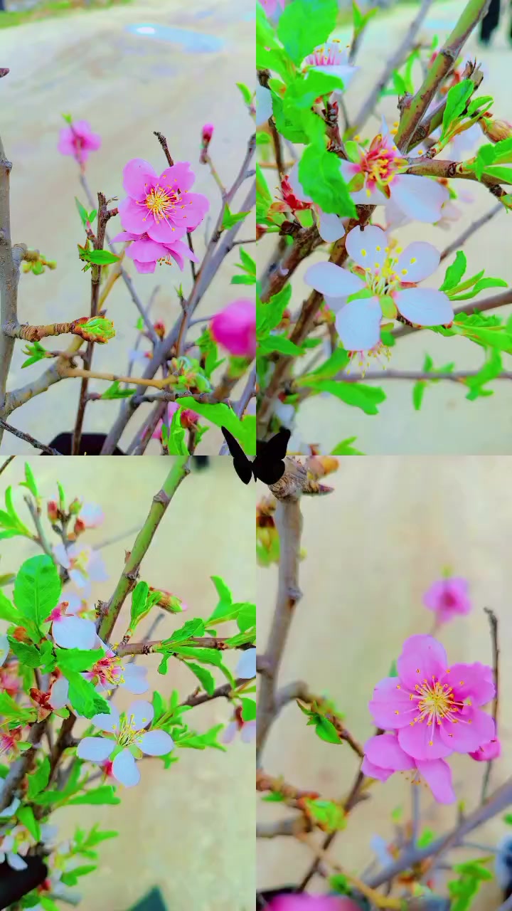 @😌اެلـجَـوُٰهـࢪة💙👑