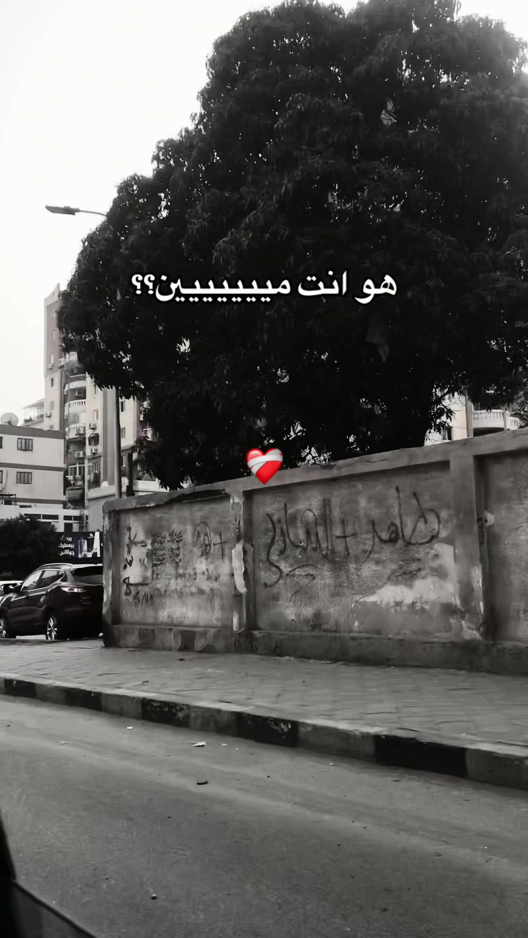 @✨💗🕷بنت بورسعيد🕸💗✨