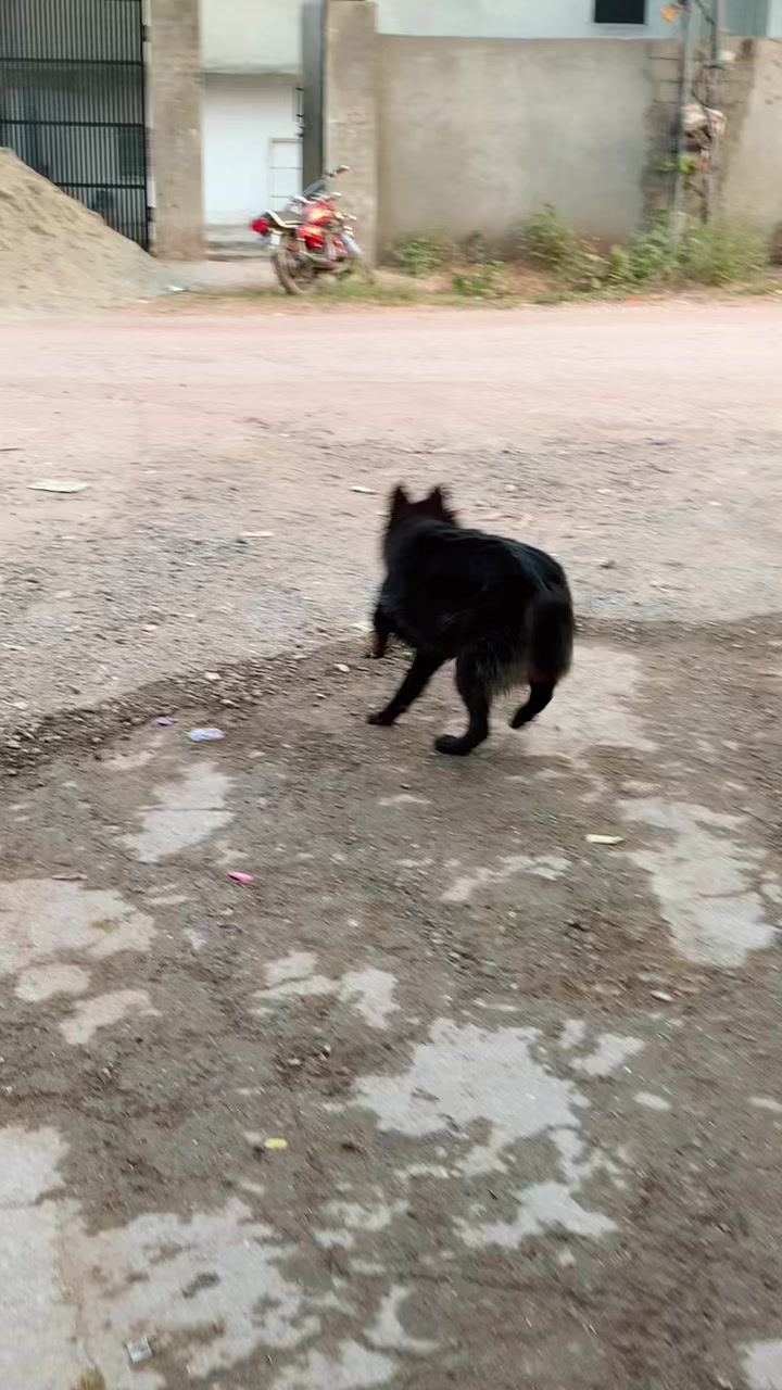 @Black German Shepherd😈