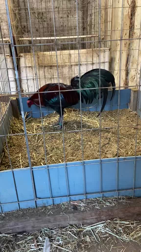 @Rancho_Ramirez209