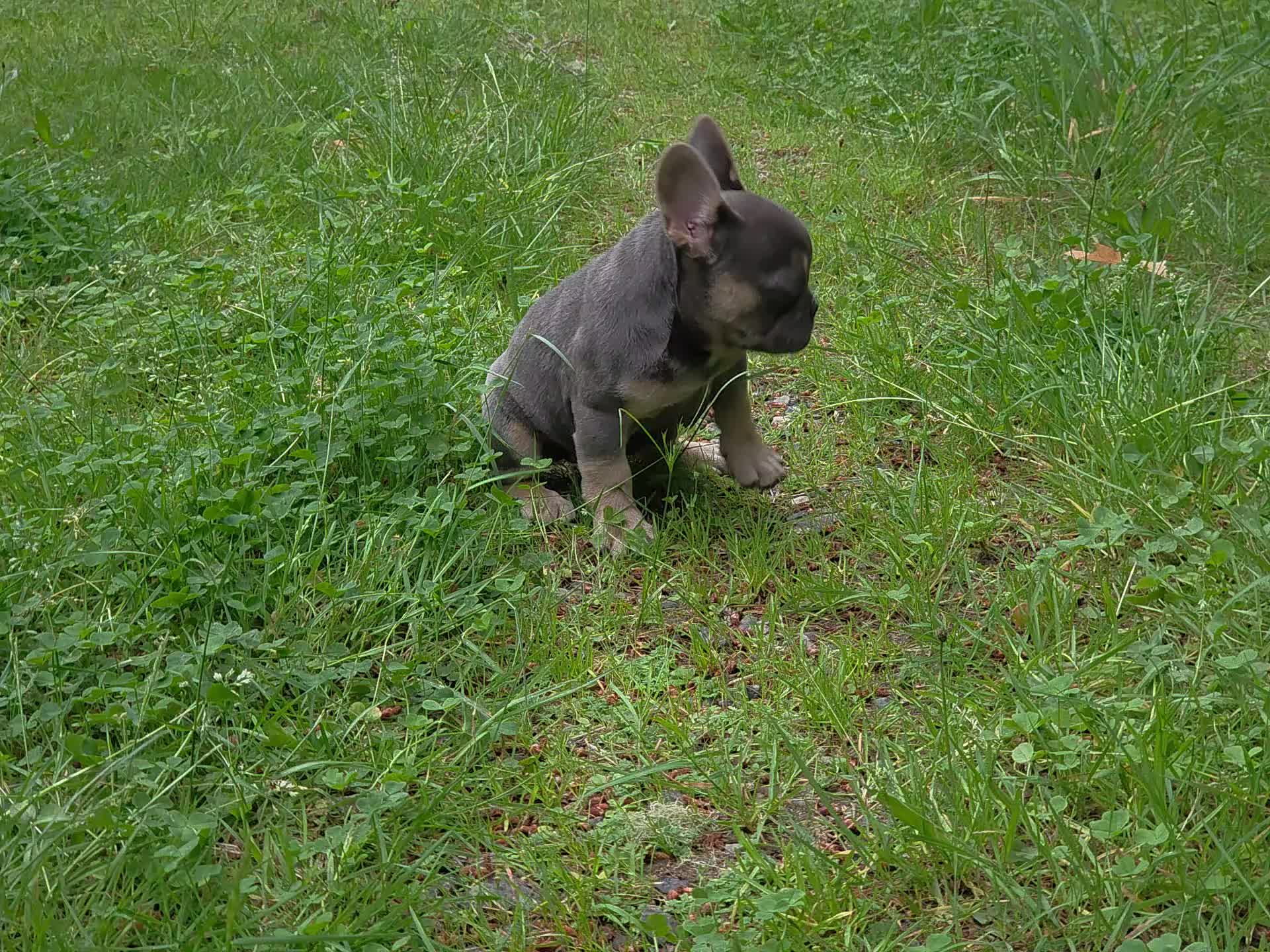 @bkrfrenchies