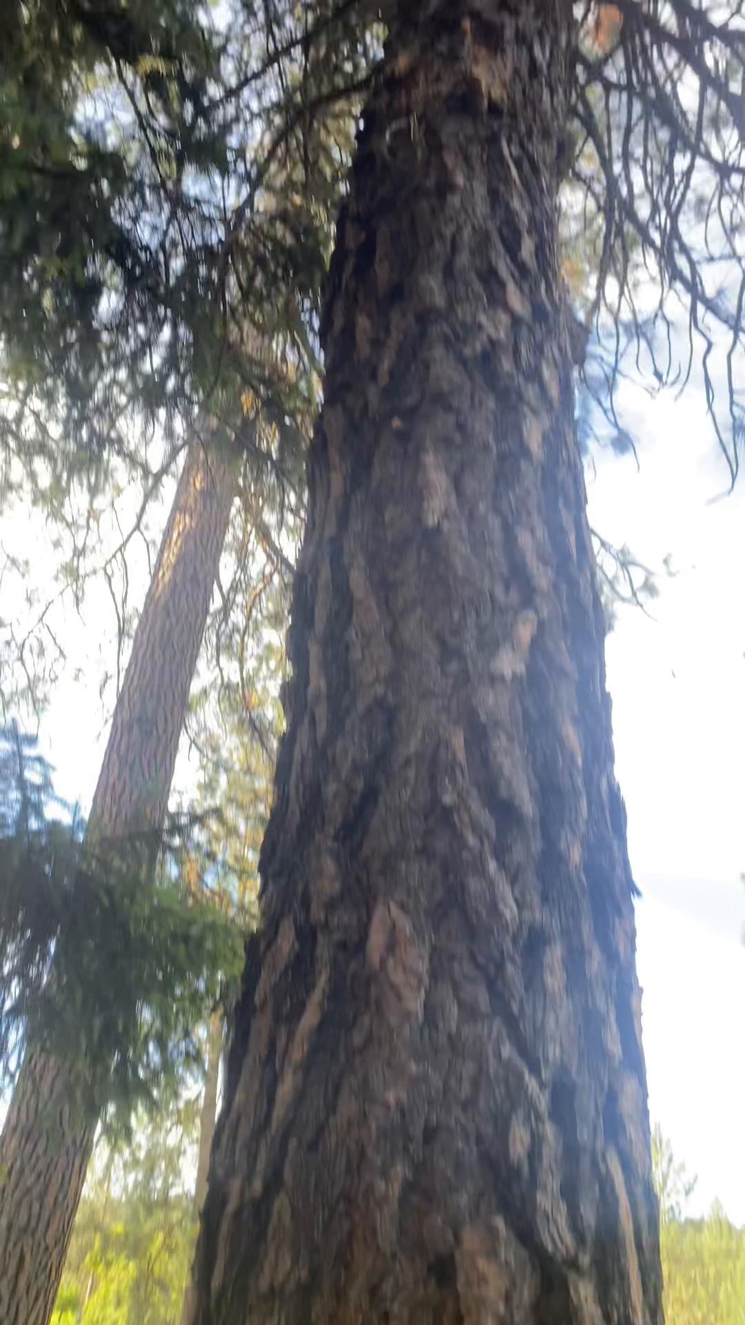 @The Tree Clique