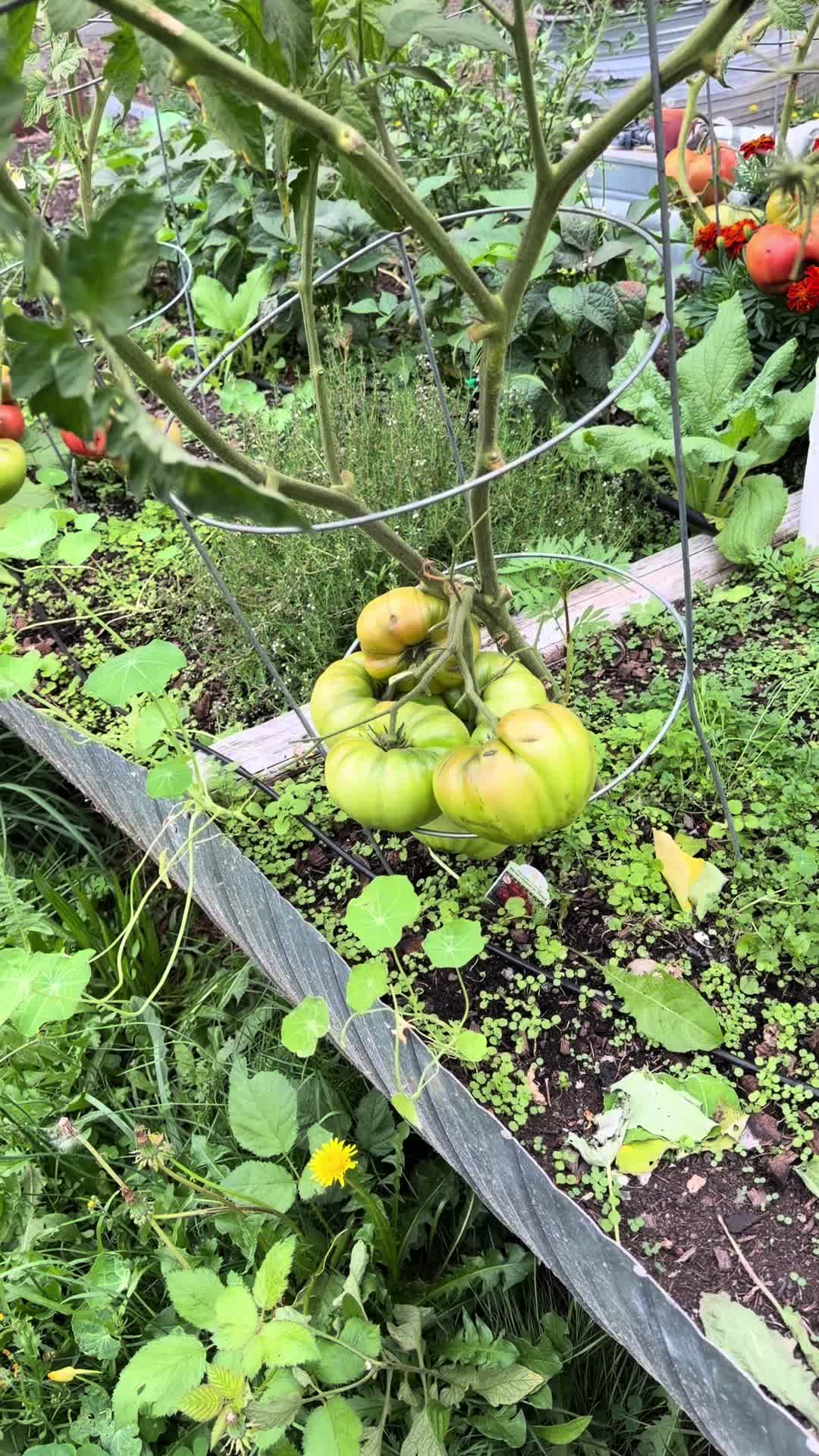 @Lyndsey - Backyard Family Farm