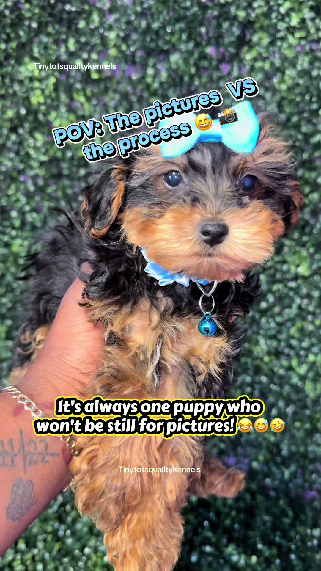 @Dog Lady