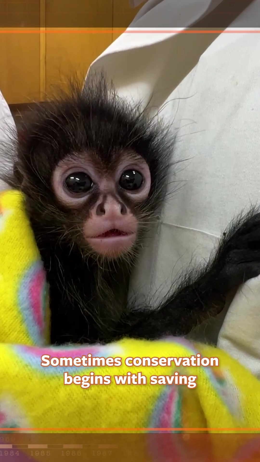 @Mutual of Omaha's Wild Kingdom