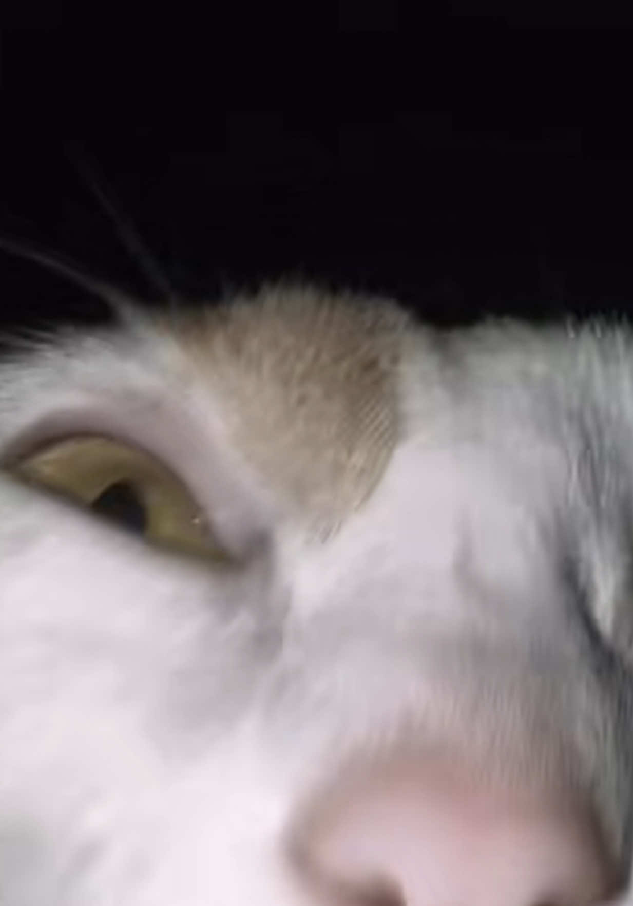 @oopygooper