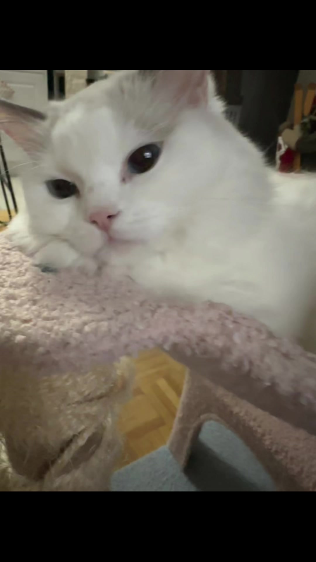 @Princess Yuna 😽