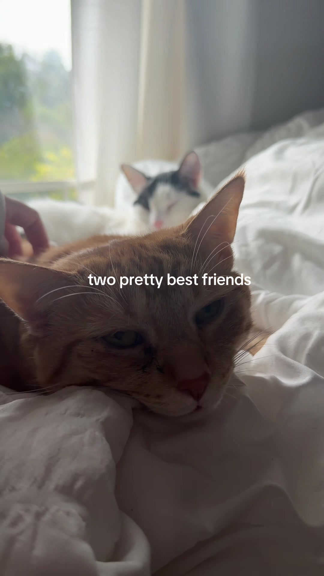 @bink the big orange cat