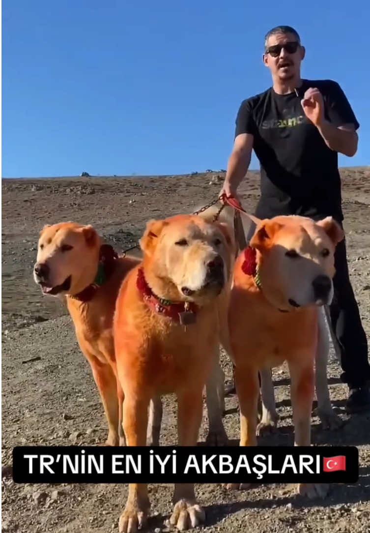 @ANADOLU ASLANLARI🐶🇹🇷