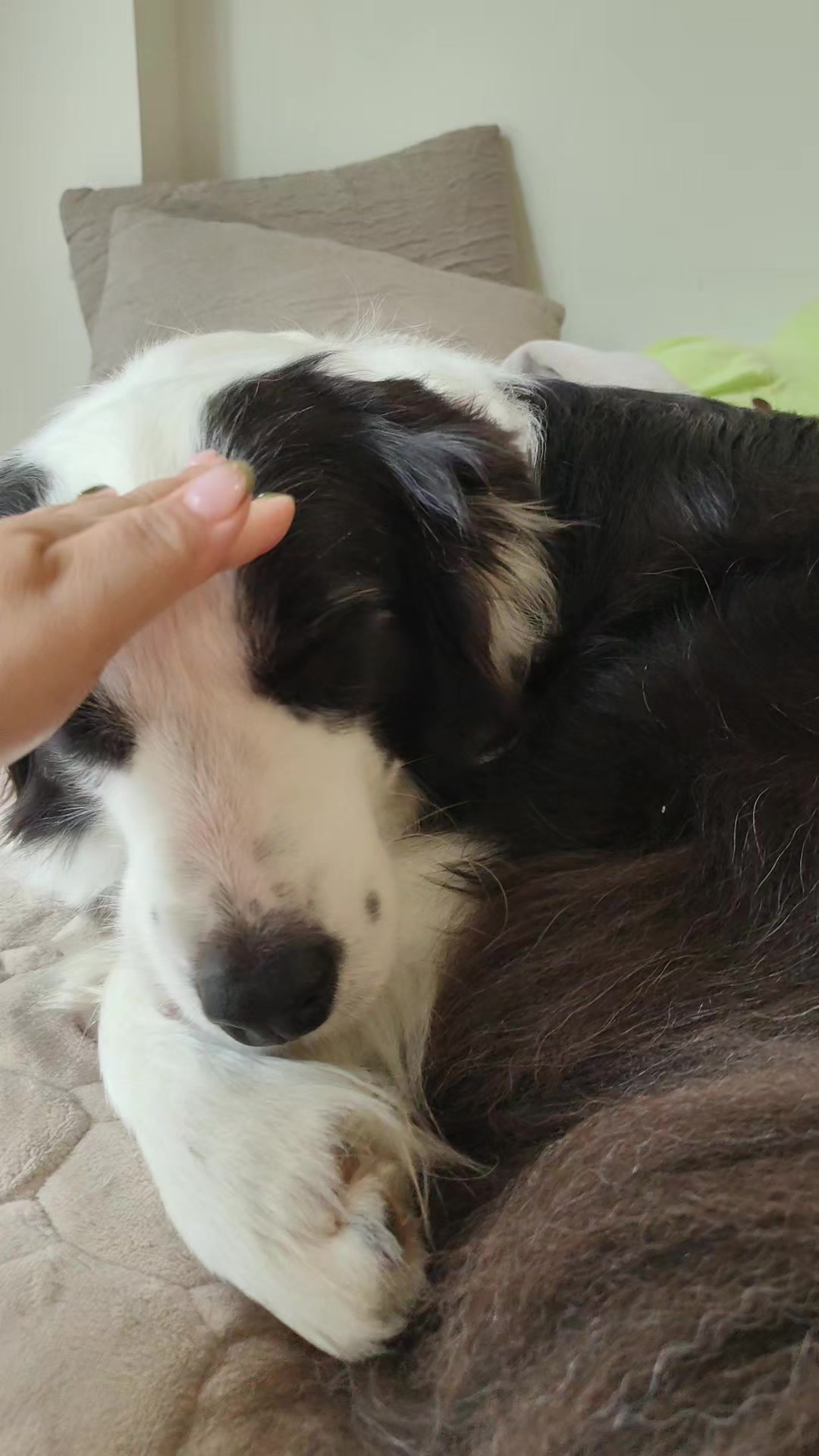 @DDhousepet
