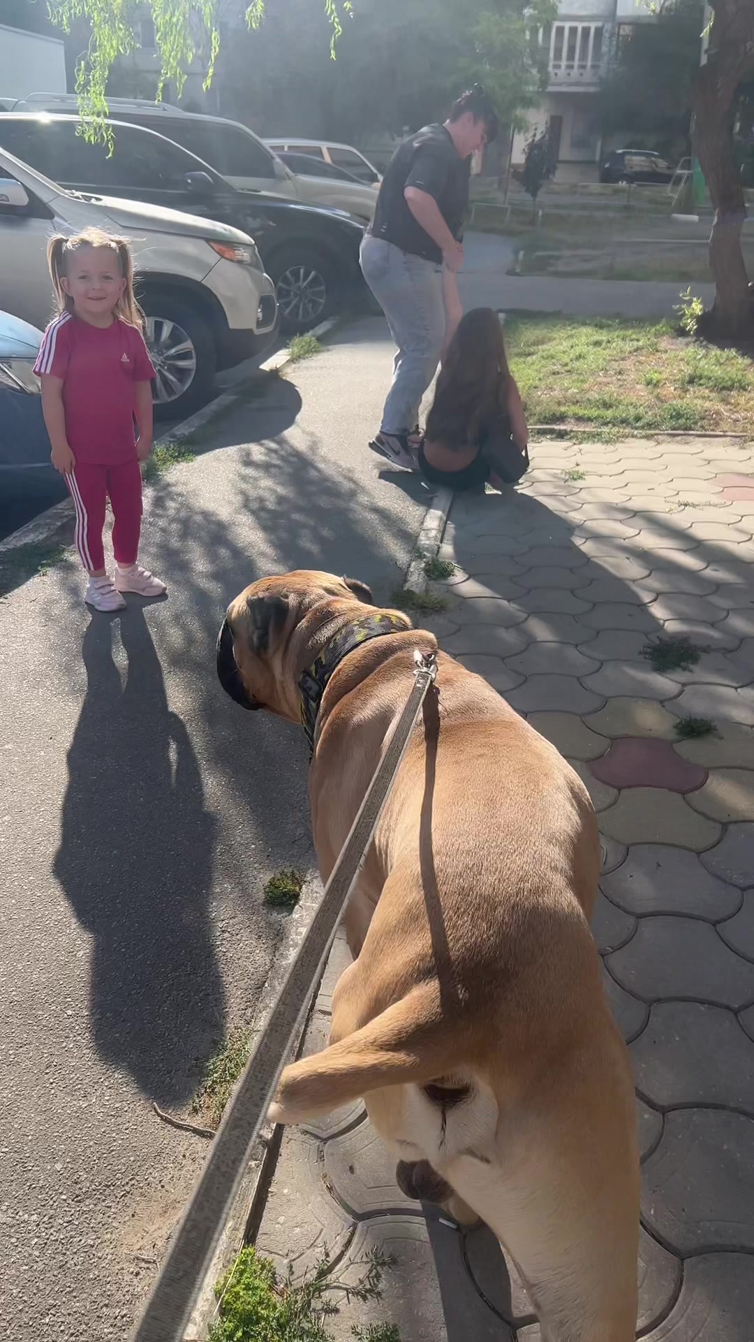 @ДИЗЕЛЬ кане корсо