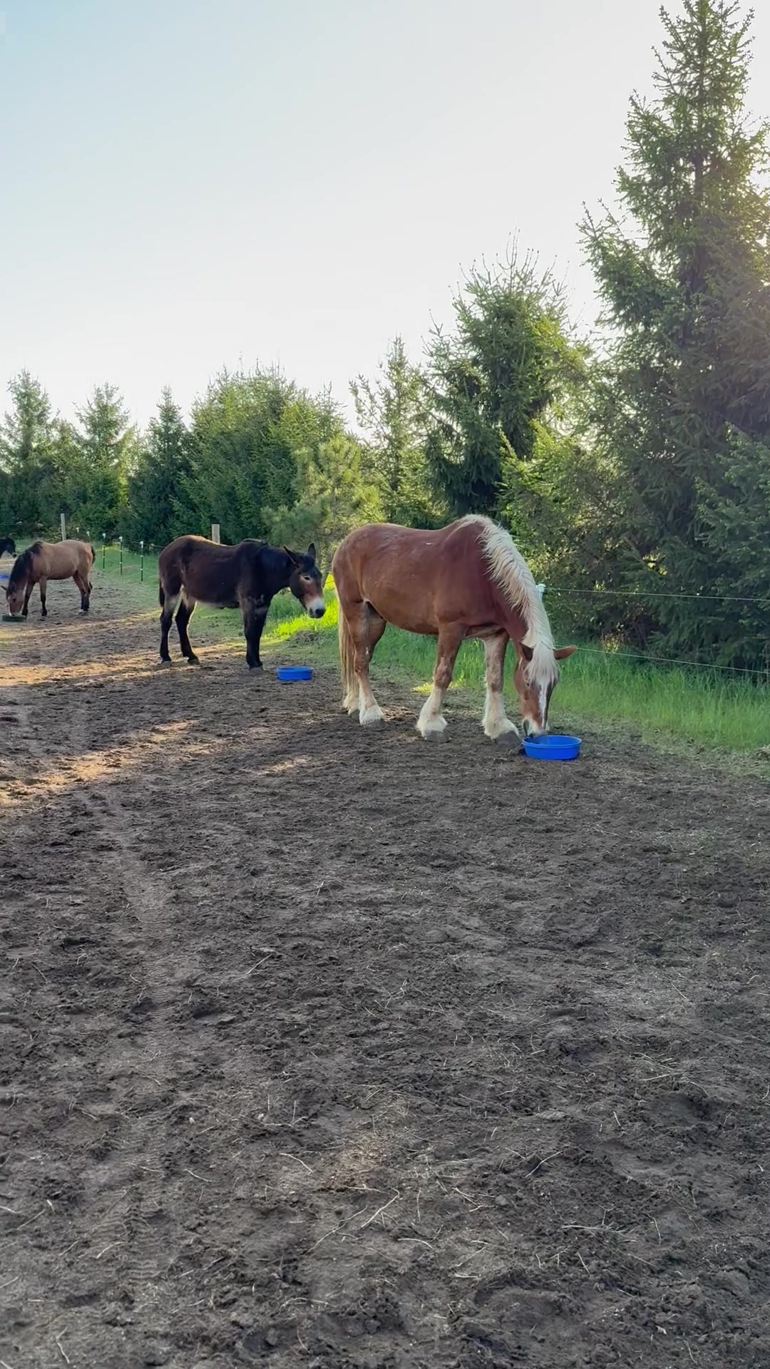 @Safe Place Pastures, Inc.