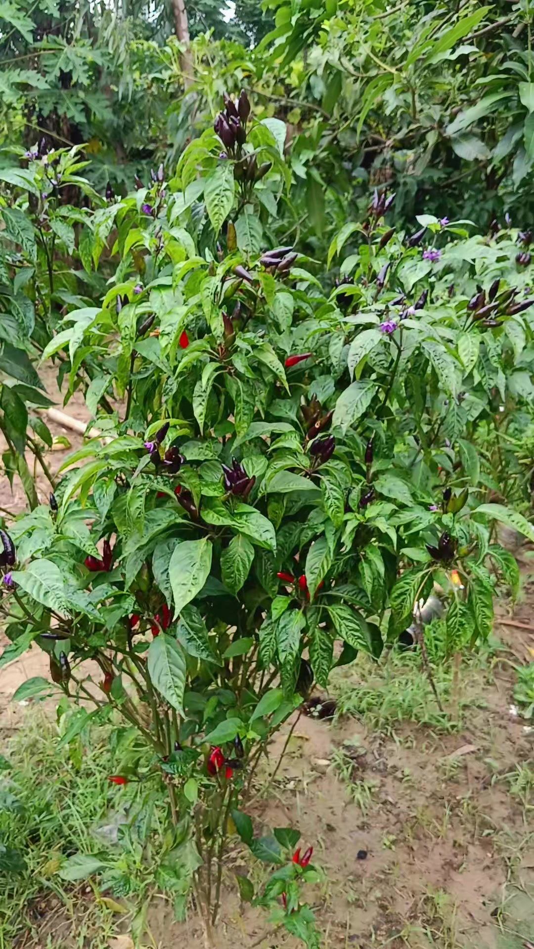 @Subash Rajak 725