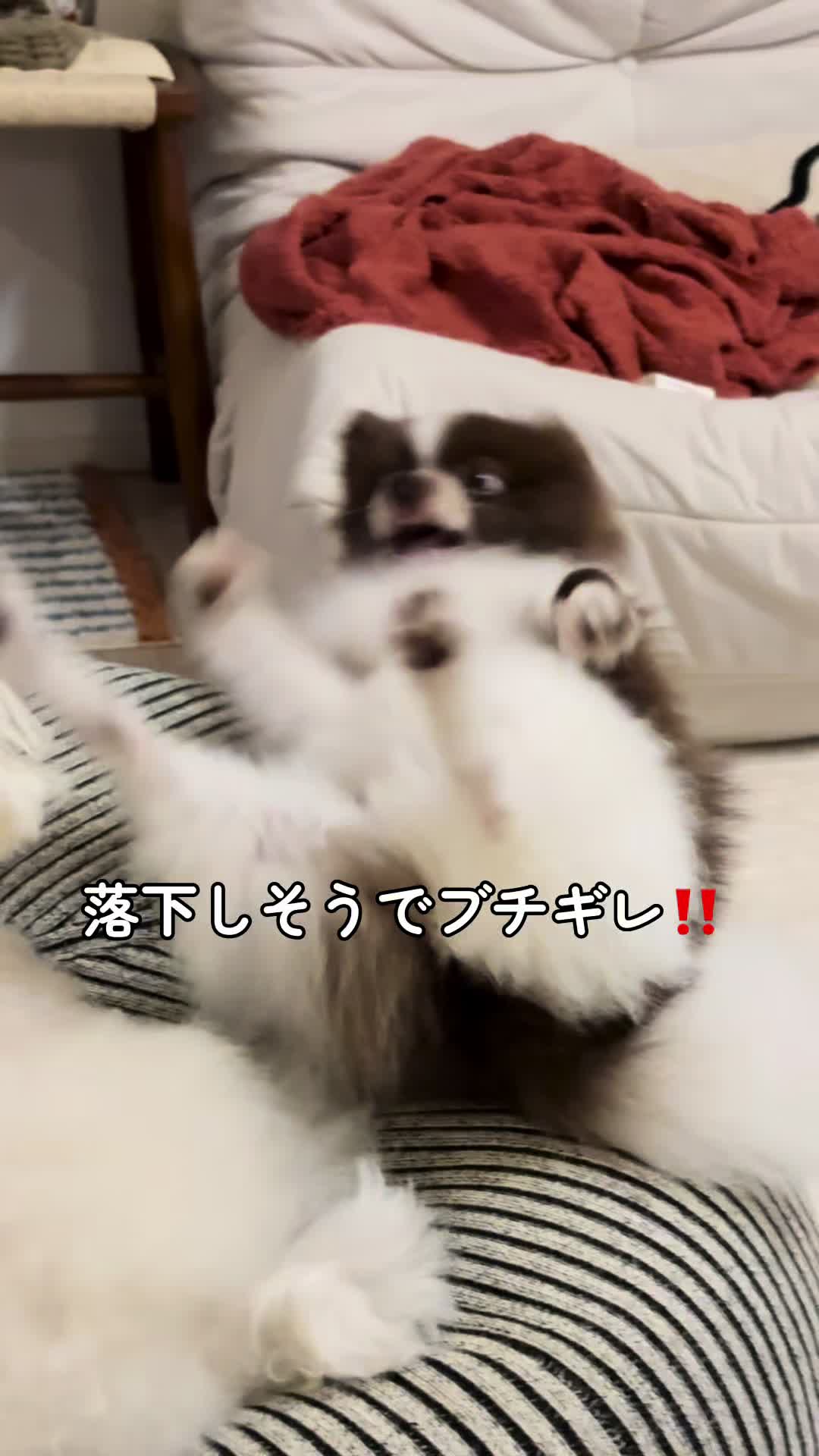 @ぽてたぬブラザーズ