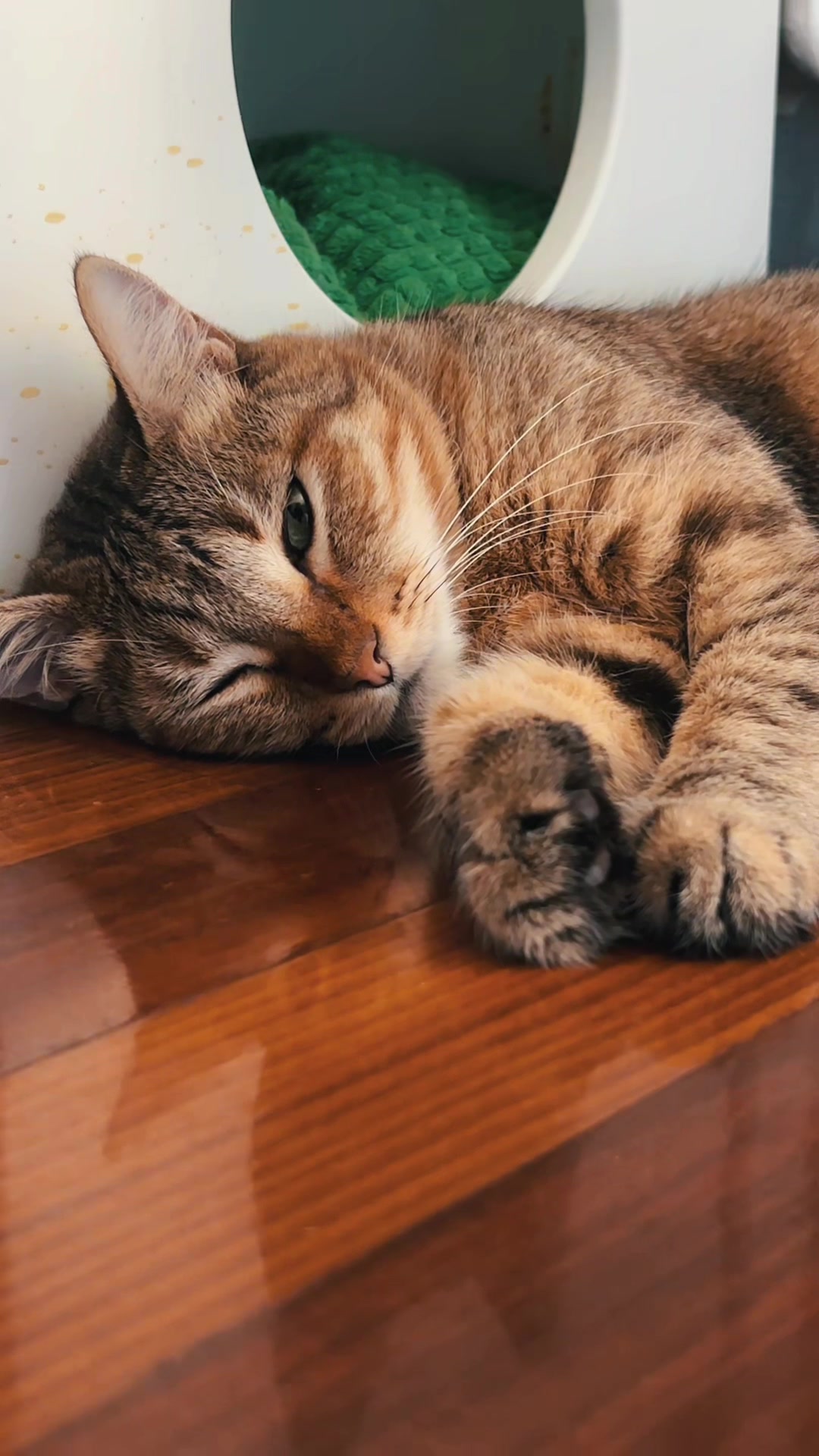 @Life with Kokoro the cat