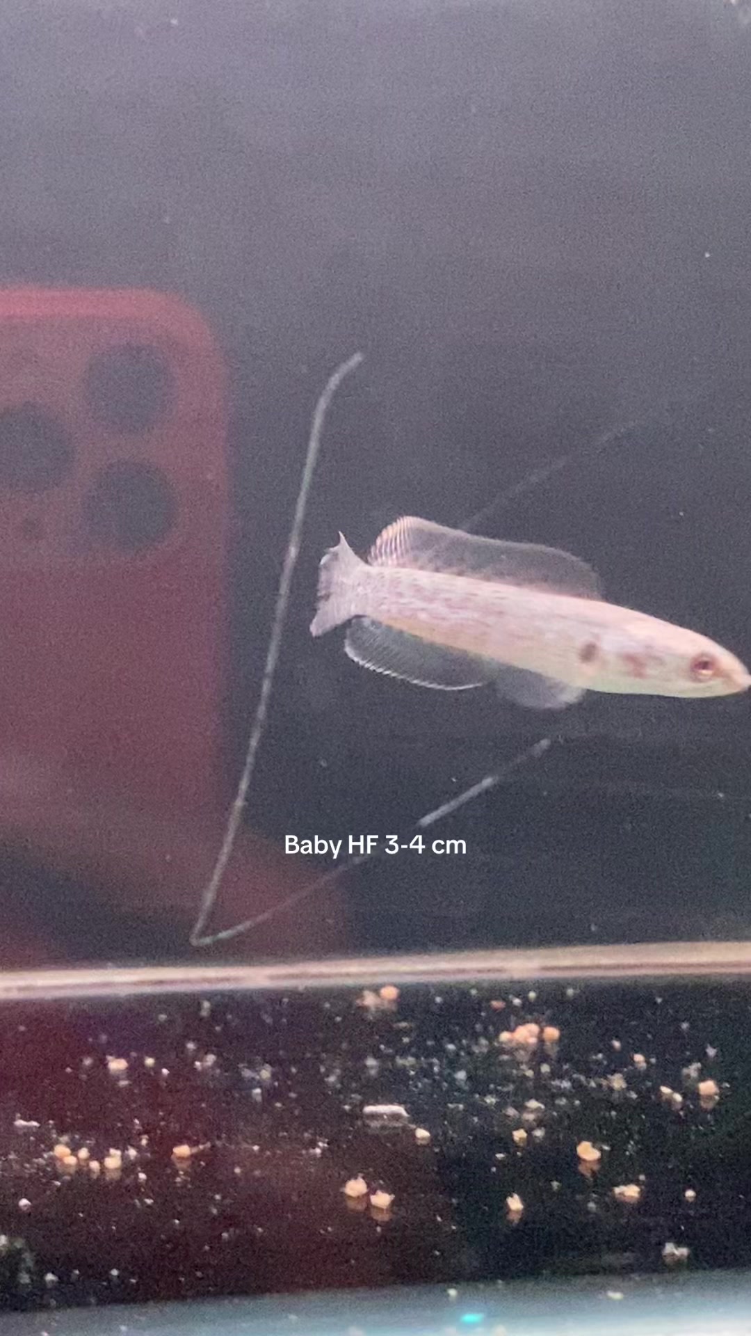 @RAP_Fish