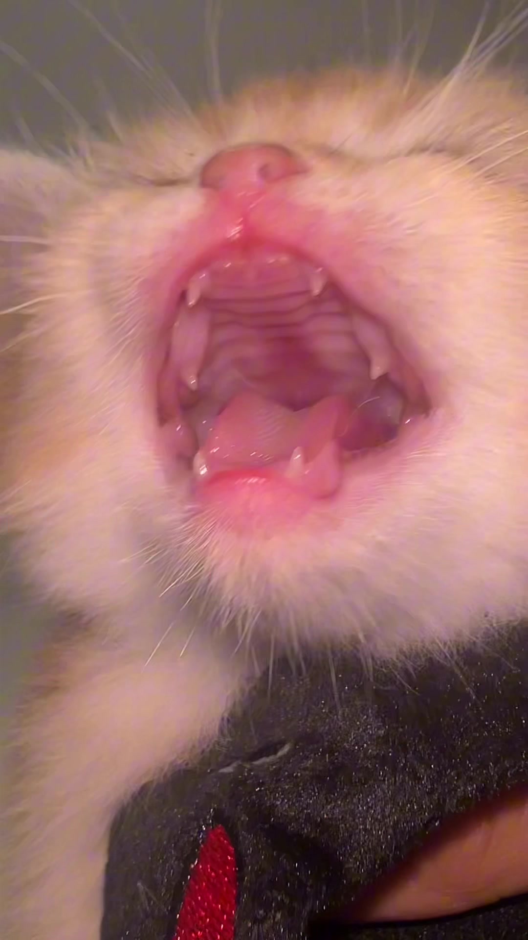 @Soothing Cats😻
