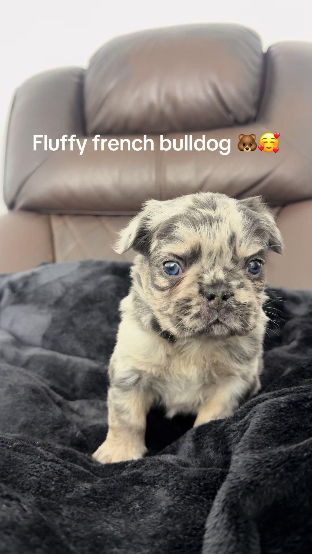@Luxeaz_frenchies