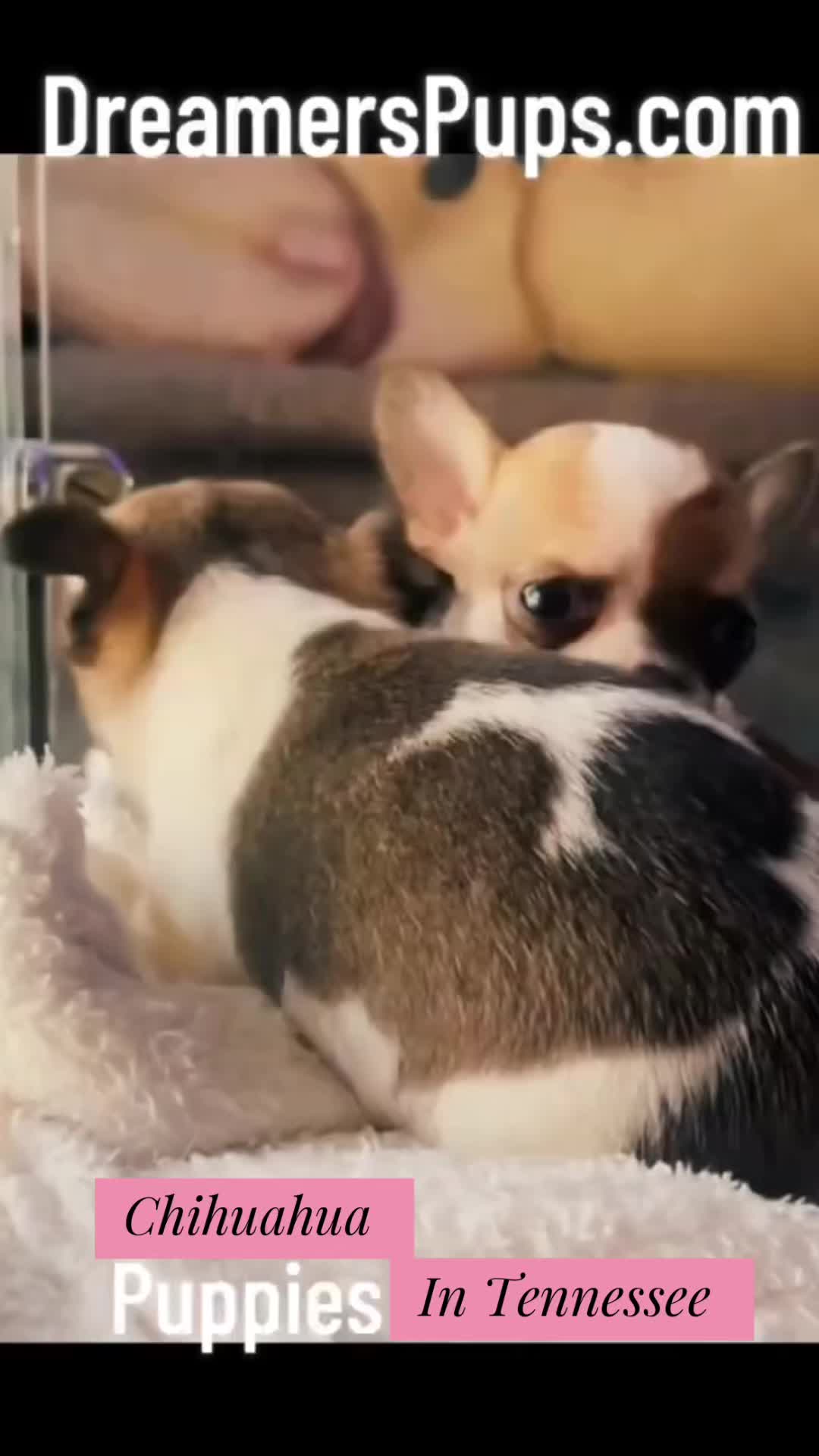 @PuppyMom