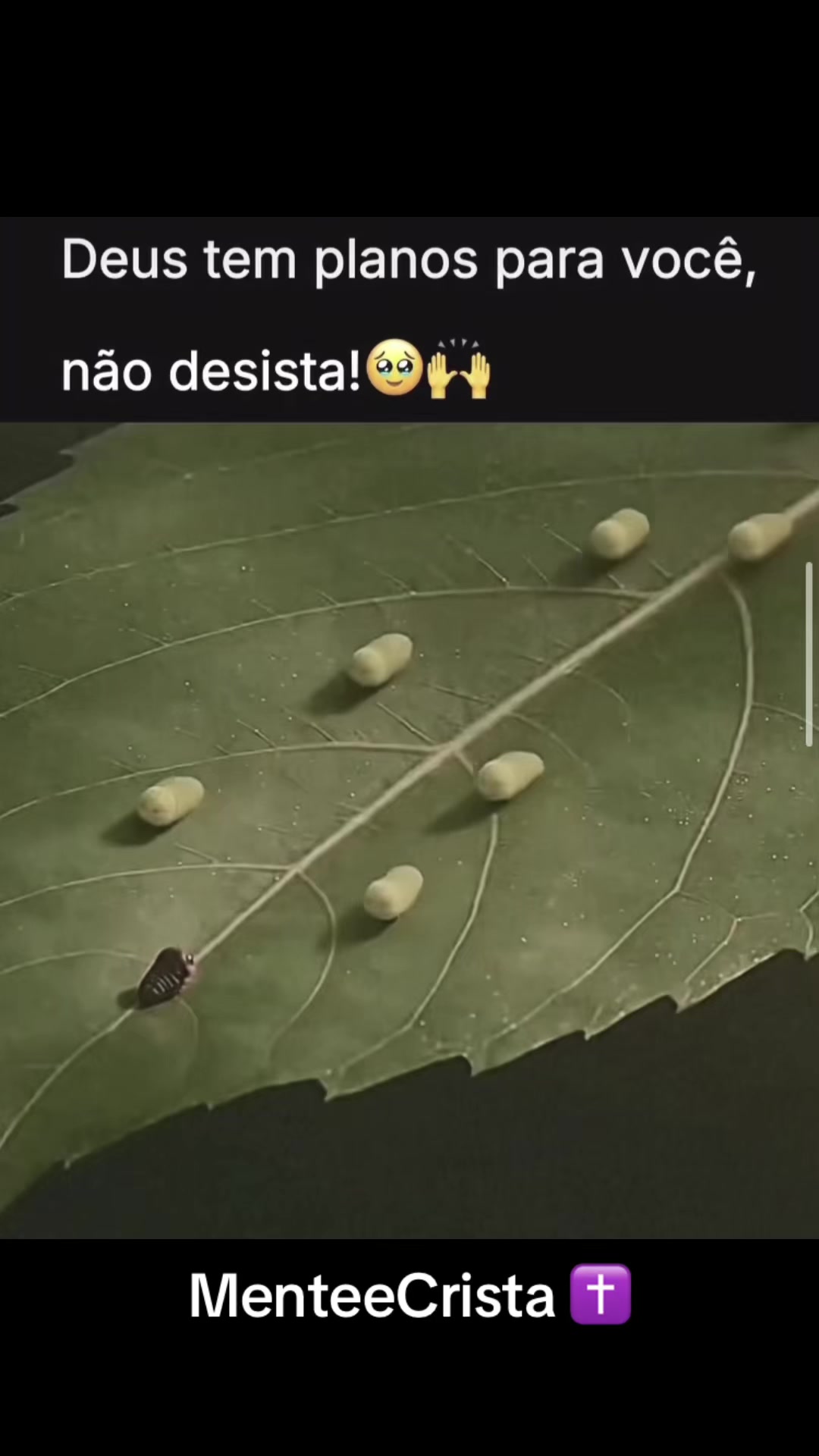 @MenteeCristã✝️
