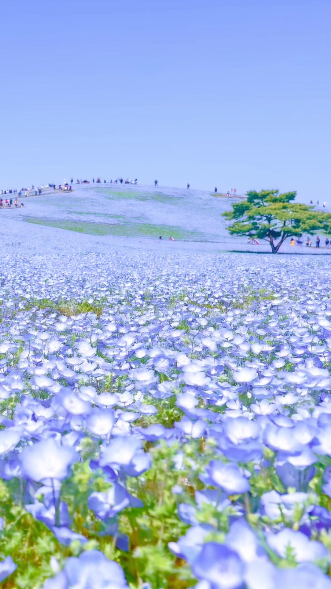 @絶景Trip / Japan_travel_navi